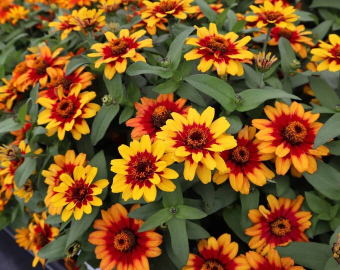 Zinnia Profusion Red Yellow Bicolor X5 or X1 Live Plant Plugs Grow Your