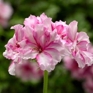 Geranium Ivy League Cherry Blossom x4 or x1 Live Plant Plugs Grow Your Own Garden