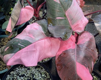 Pink Princess Philodendron  x1 or x2 Live Plant Plugs Grow Your Own Garden Indoor Outdoor