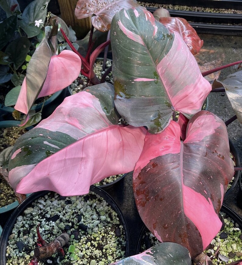 Pink Princess Philodendron x1 o x2 Tapones para plantas vivas Cultive su propio jardín en interiores y exteriores imagen 1