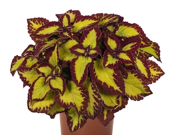 Velvet Coleus Stained Glassworks x5 or x1 Live Plant Plugs Grow Garden Home