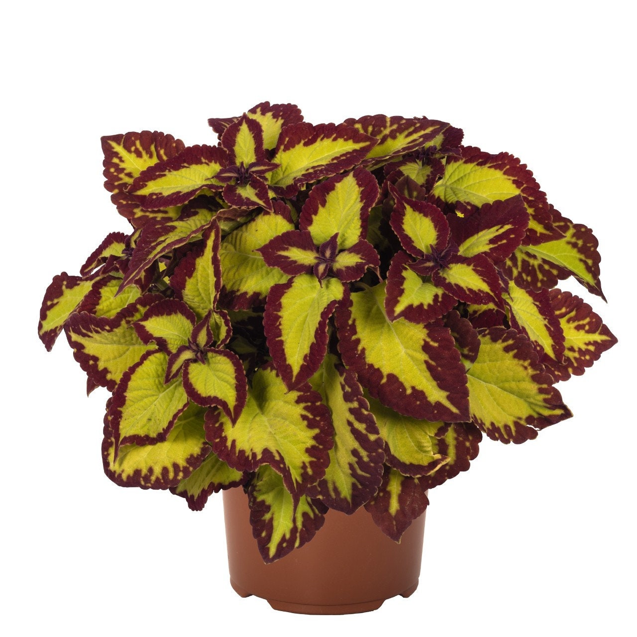 Velvet Coleus Stained Glassworks x5 or x1 Live Plant Plugs Etsy