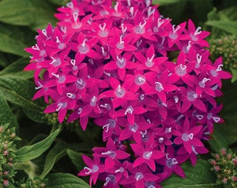 Pentas Lucky Star Lipstick x5 or x1 Live Plant Plugs Grow Your Own Garden Attract Butterflies!