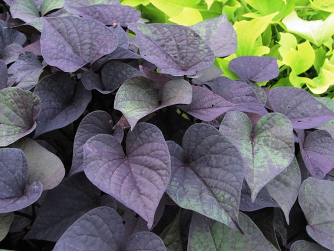 Sweet Potato Vine, Sidekick Heart Bronze - Modern Homestead Home