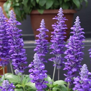 May include: Close-up of vibrant purple Salvia flowers in full bloom. The flowers are densely packed on tall, slender stems, surrounded by green foliage. The image showcases the natural beauty of the plant, with a blurred background of other plants in pots.