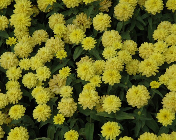 Zinnia Zahara Double Yellow X1 or X5 Live Plant Plugs Grow Your Own