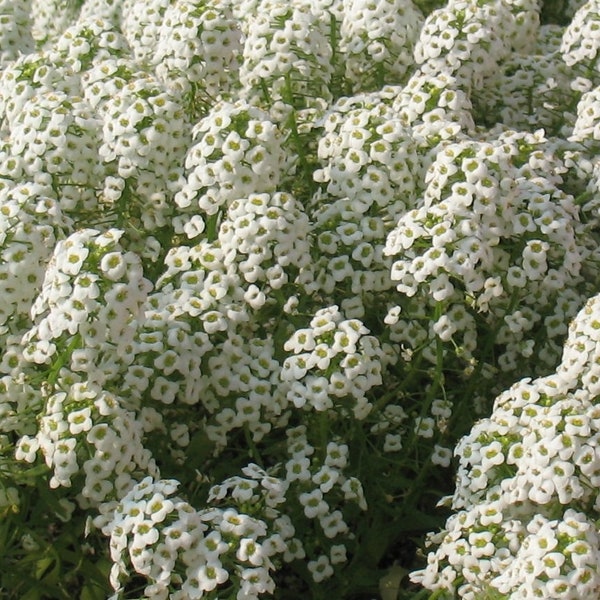 Lobularia Stream Silver Sweet Alyssum x5 or x1 Live Plant Plugs Grow Your Own Garden