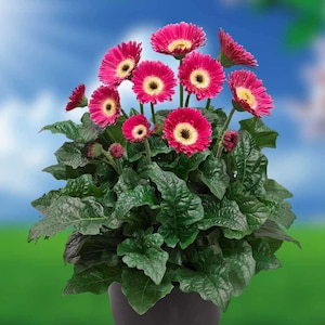 May include: A potted gerbera daisy plant with vibrant pink petals and yellow centers. The plant has dark green, textured leaves and is set against a blue sky background. The flowers are in full bloom, showcasing their bright colors.
