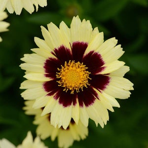 Coreopsis Uptick Cream Red x5 or x1 Live Plant Plugs Grow Your Own Garden