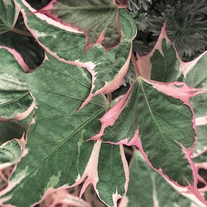 May include: Close-up of green leaves with white and pink variegation. The leaves have a pointed, heart-shaped form.