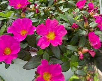 Portulaca Pazzaz Bright Fuchsia x5 or x1  Moss Rose Live Plant Plugs Grow Your Own Garden