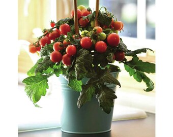 Tomate Cocina Mini Red Velvet x5 o x1 Live Plant Plugs Cultiva Tu Propio Jardín