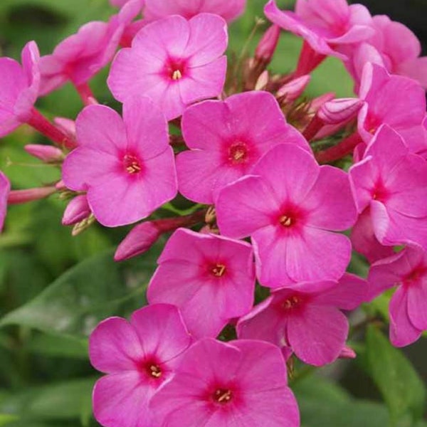 Phlox Flame Pink x5 or x1 Live Plant Plugs Grow Your Own Garden
