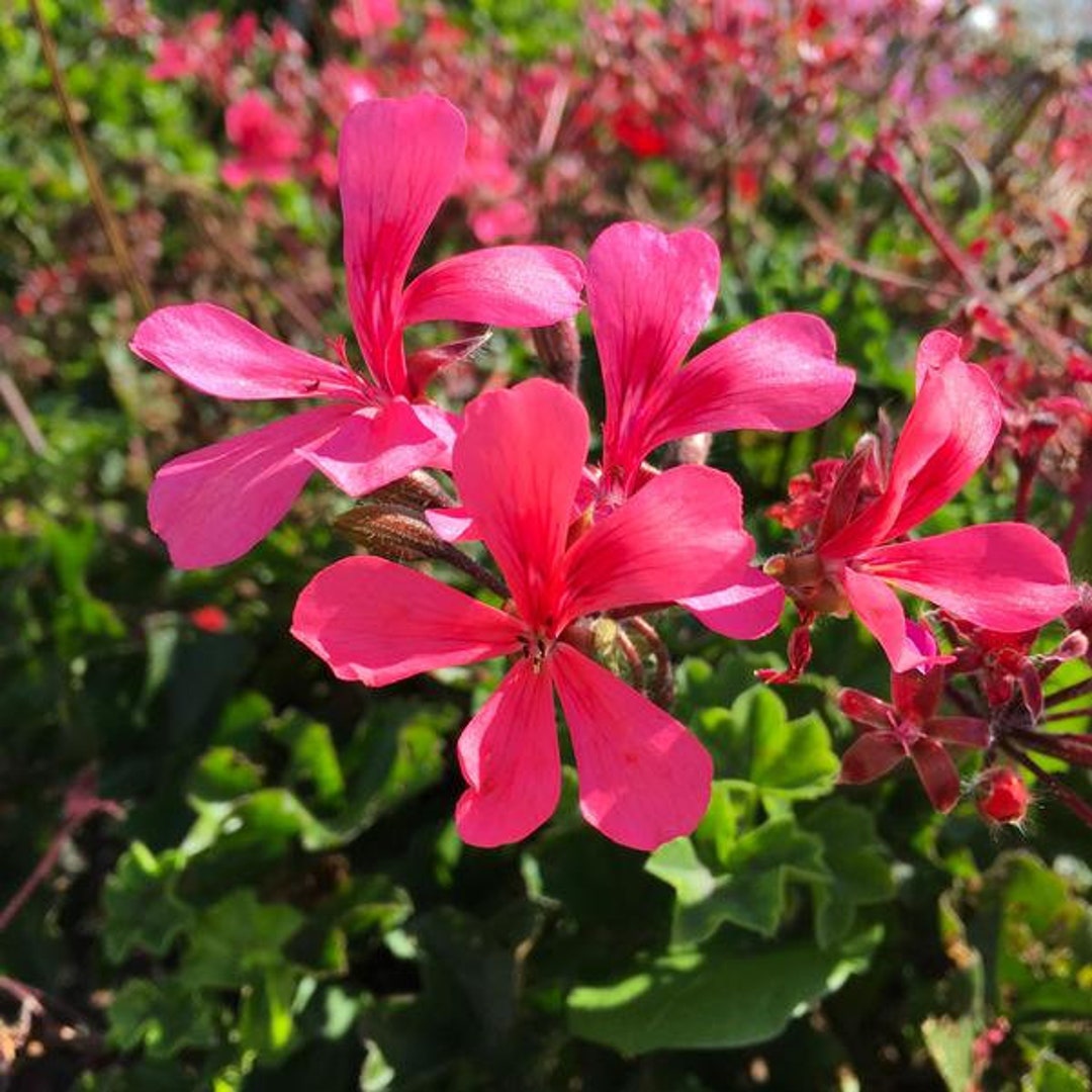 Geranium Caldera Salmon X4 or X1 Live Plant Plugs Grow Your Etsy