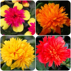 Poppin Portulaca Mystery Mix  x6 Live Plant Plugs Grow Your Own Garden