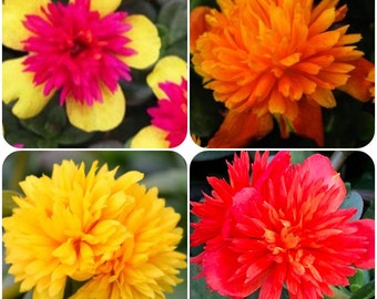 Poppin Portulaca Mystery Mix  x6 Live Plant Plugs Grow Your Own Garden