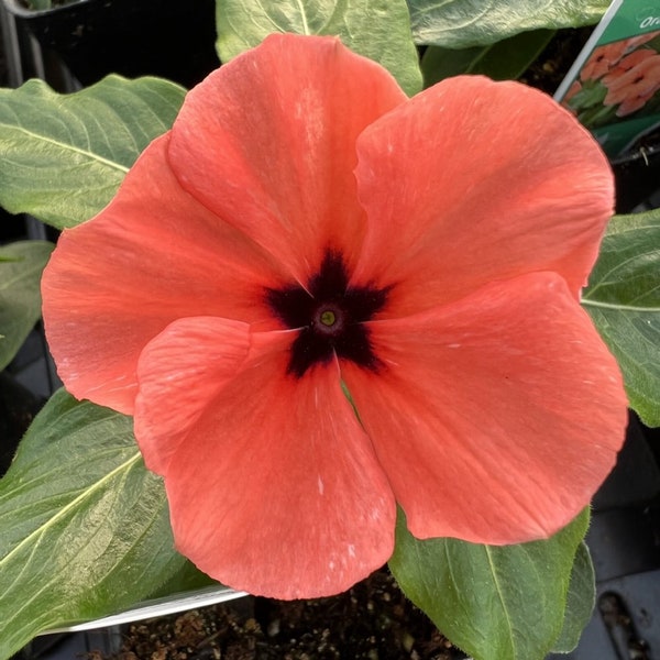 Vinca Quasar Orange Target x5 or x1 Live Plant Plugs Grow Your Own Garden