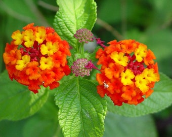 Lantana Red Spread x5 or x1 Live Plant Plugs Grow Your Own Garden