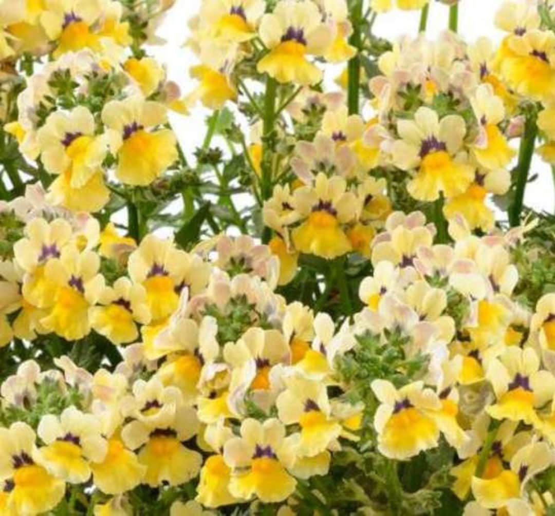 Nemesia Nesia Sunshine X5 or X1 Live Plant Plugs Grow Your Own Garden Etsy