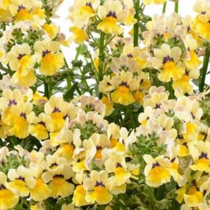 Nemesia Nesia Sunshine  x5 or x1 Live Plant Plugs Grow Your Own Garden