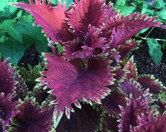 Coleus Under The Sea King Crab x5 or x1 Live Plant Plugs Grow Your Own Garden