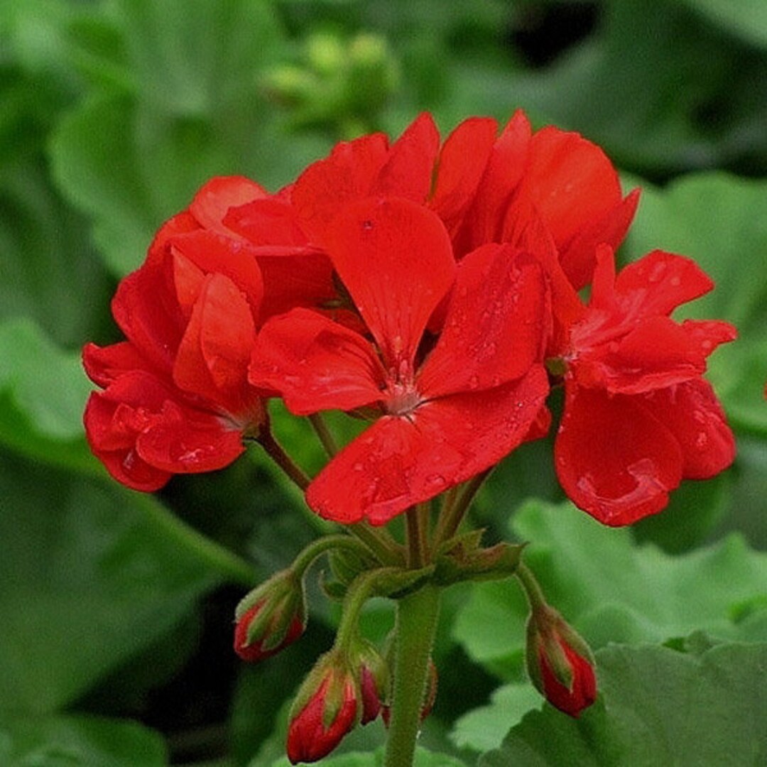 Geranium Patriot Bright Red X4 or X1 Live Plant Plugs Grow Your Own