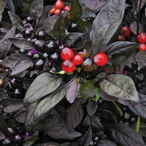 Black Pearl Ornamental Pepper x5 or x1 Unique Dark Leaves Gothic Garden  Live Plant Plugs Grow Your Own Garden