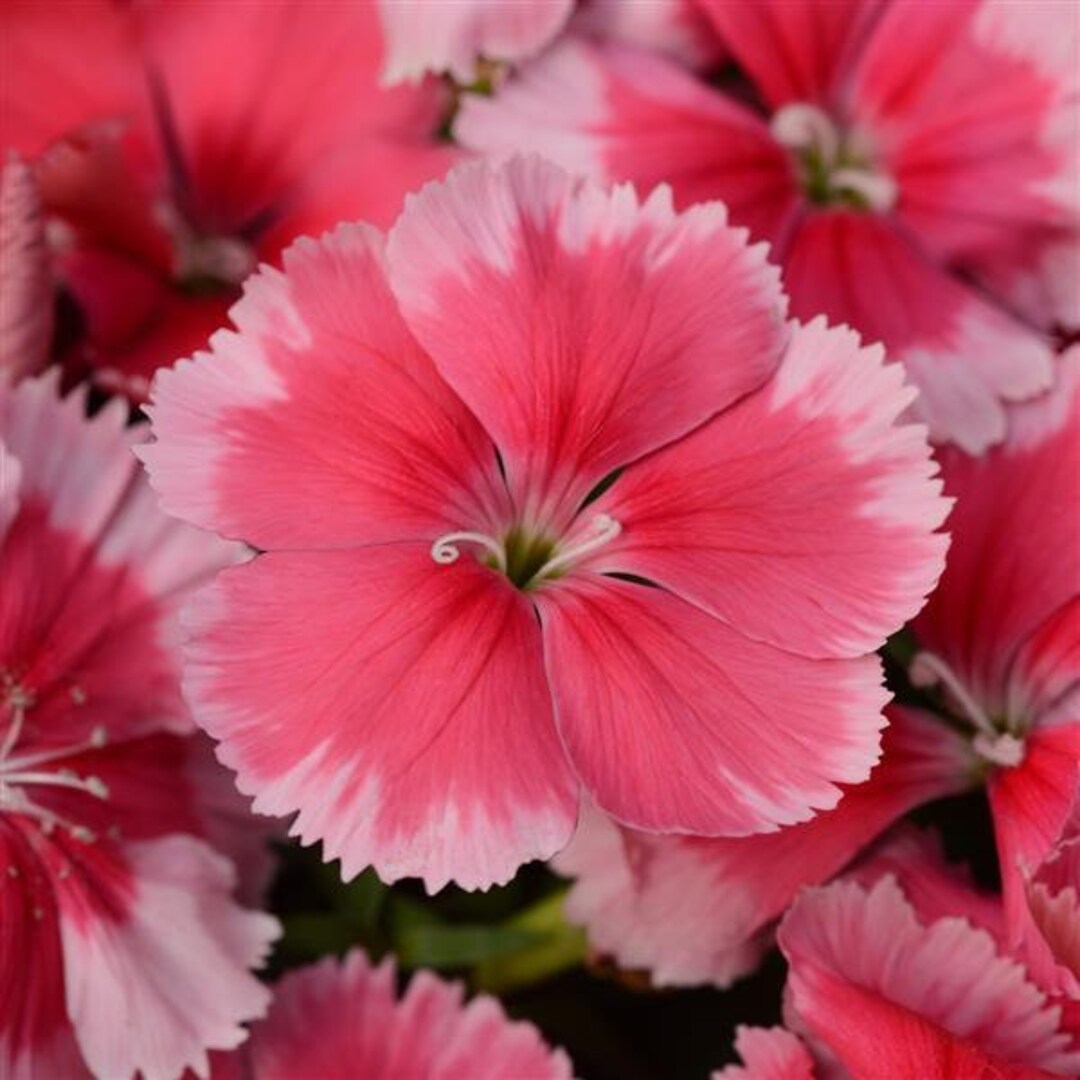 Dianthus Strawberry X5 or X1 Live Plant Plugs Grow Etsy
