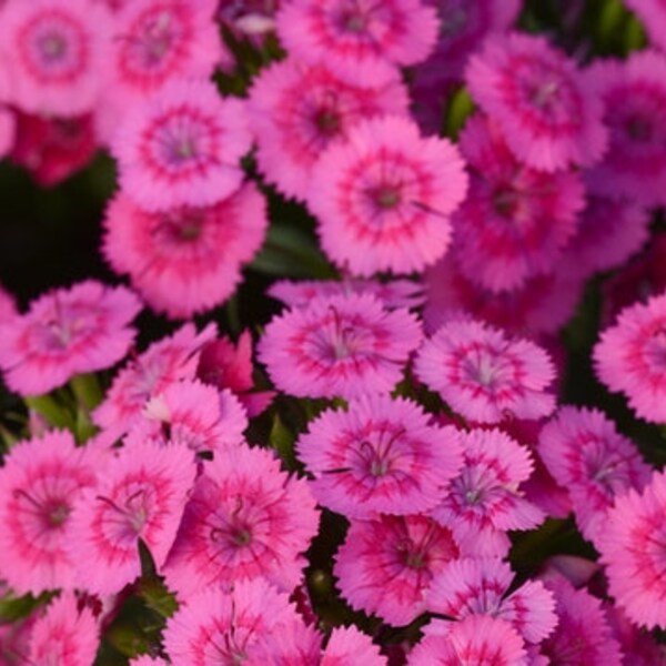 Dianthus Jolt Pink x5 or x1 Live Plant Plugs Grow Your Own Garden Sweet Williams