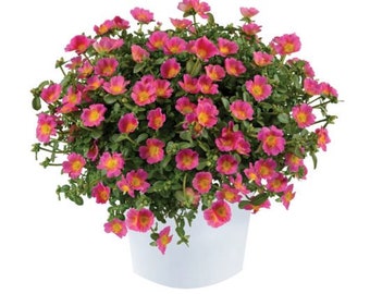 Portulaca Pazzaz Candy Pink x5 or x1  Moss Rose Live Plant Plugs Grow Your Own Garden