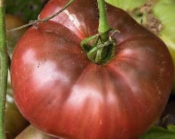 Tomato Cherokee Purple x5 or x1 Live Plant Plugs Grow Your Own Garden Veggie Vegetable Plant G2G