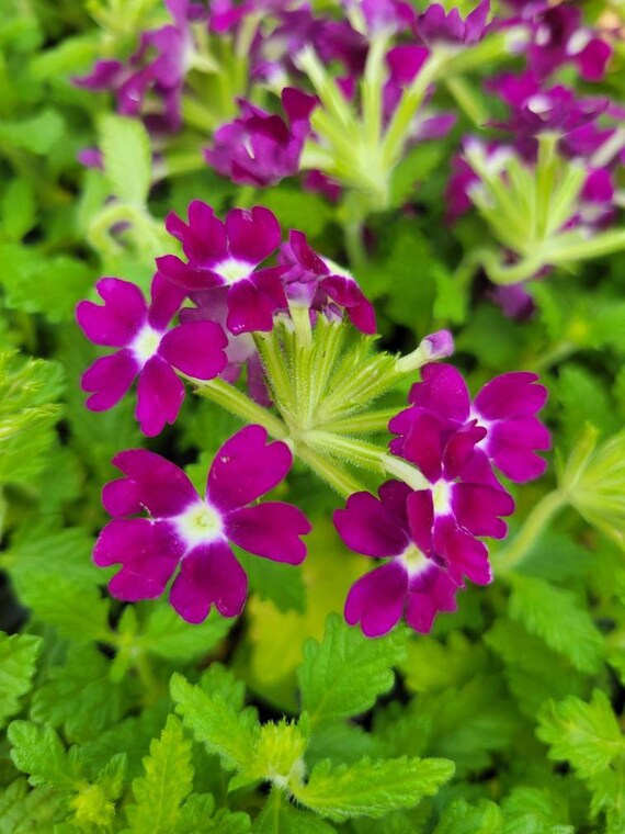 Verbena Empress Flair Burgundy Charme X5 Live Plant Plugs Grow Etsy