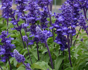Salvia Candle Midnight x4 or x1 Live Plant Plugs Grow Your Own Garden