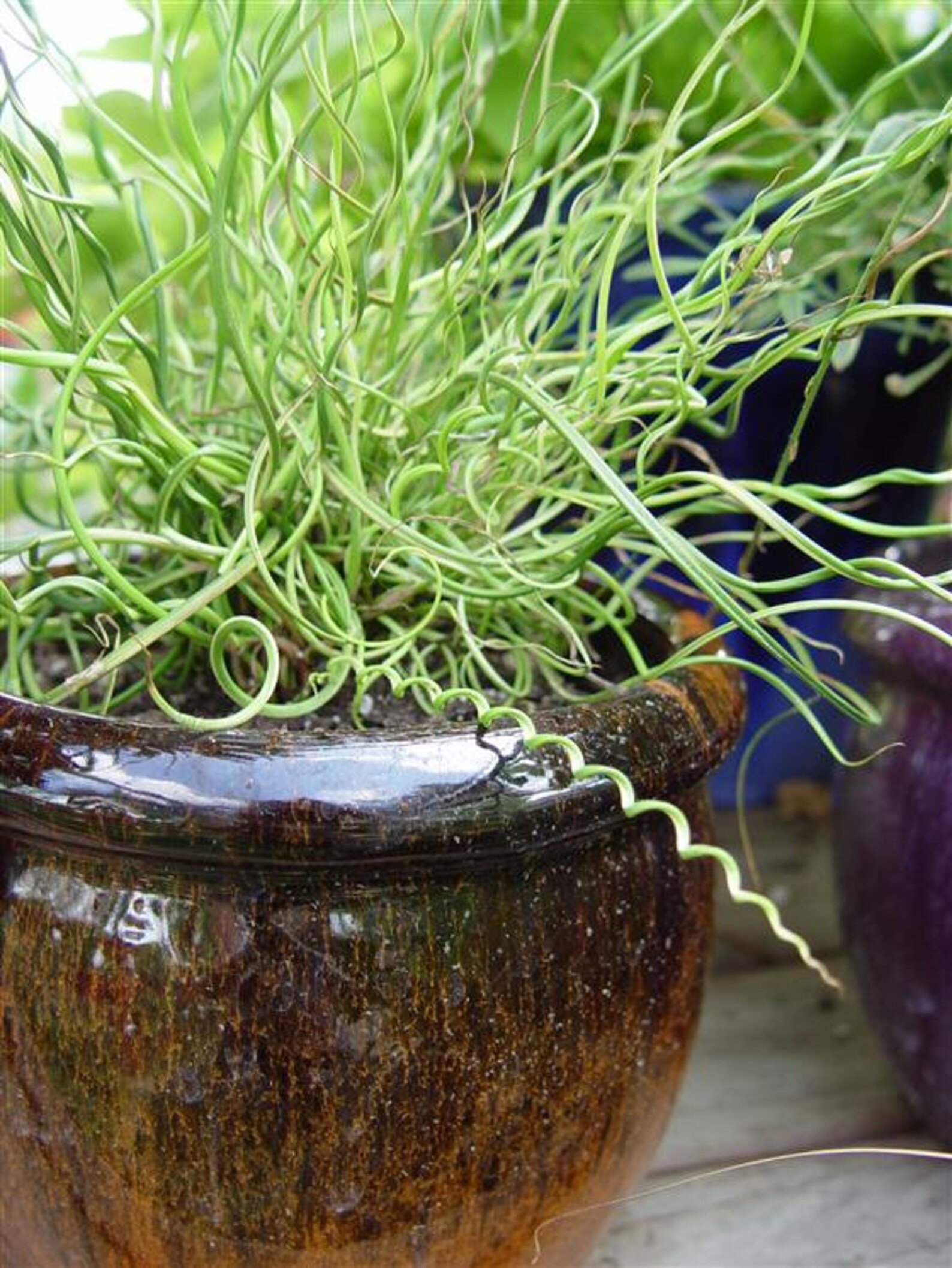 Grass Juncus Twister x4 Unique Twisted Grass Live Plant Plugs Etsy