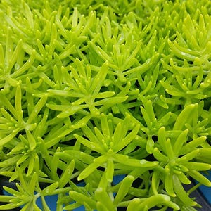 May include: Close-up of a vibrant green succulent plant with small, pointed leaves. The plant is densely packed, creating a textured appearance. Tiny water droplets are visible on the leaves, suggesting recent watering. The plant is a bright, eye-catching addition to any garden.