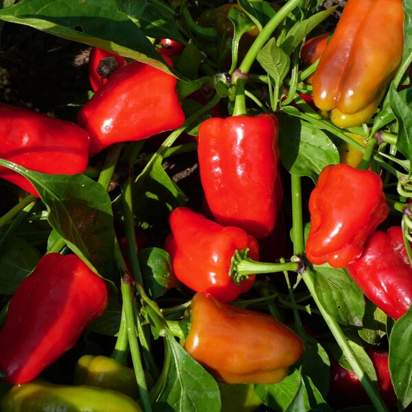 Pepper Cajun Belle x5 or x1 Vegetable Garden Live Plant Plugs Grow Your Own Garden