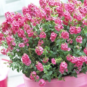 Diascia Sundiascia Upright Rose Pink  x5 or x1 Live Plant Plugs Grow Your Own Garden