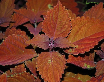 Coleus Main Street Wall Street  x5  or x1 Live Plant Plugs Grow Your Own Garden