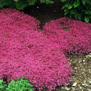 May include: A vibrant image showcases a cluster of bright pink flowering plants. The dense, low-growing blooms create a carpet of color, contrasted by dark soil and green foliage. The plants are likely used for landscaping.
