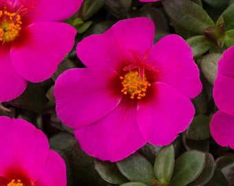 Portulaca ColorBlast Plumberry x5 or x1 Live Plant Plugs Grow Your Own Garden