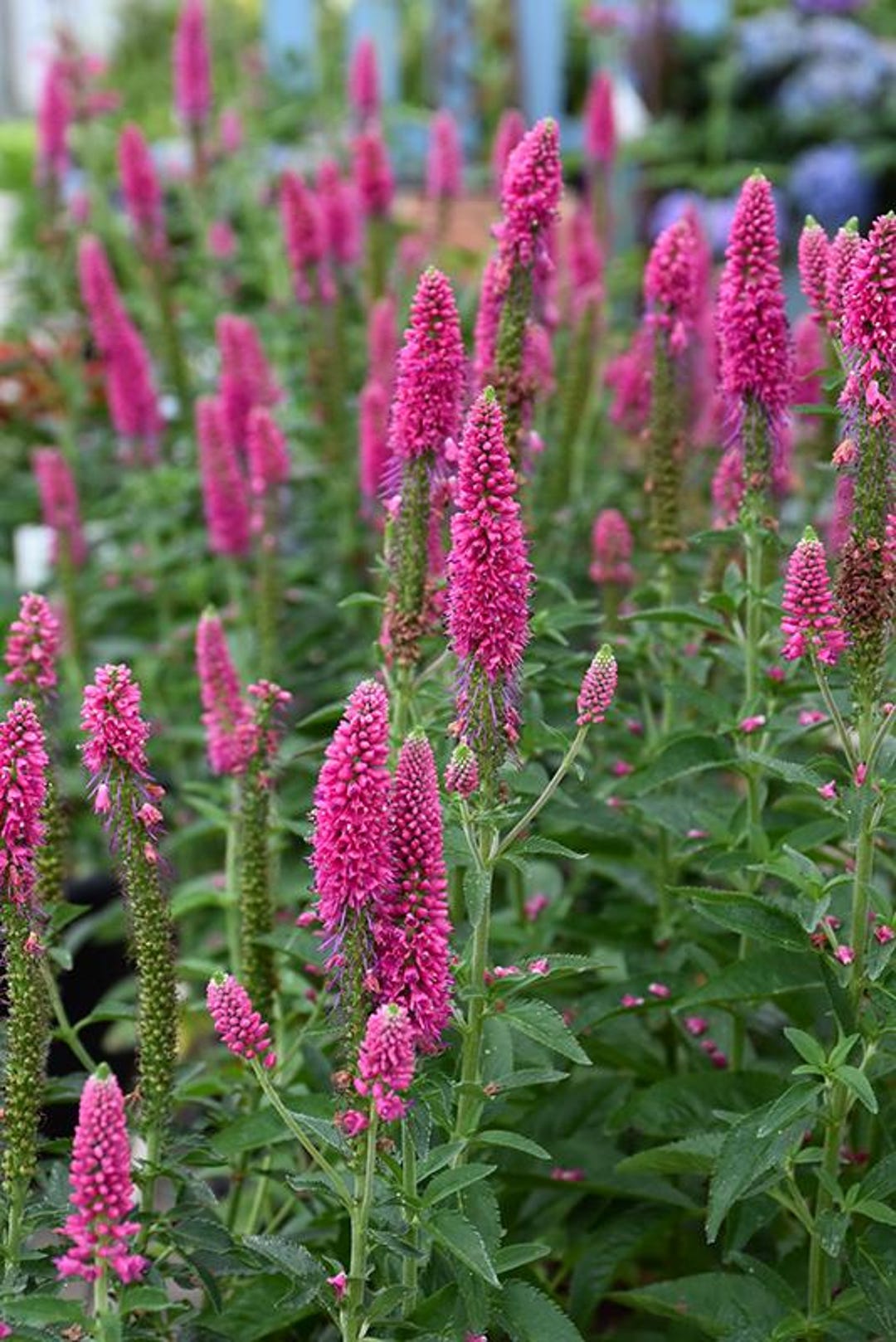 Veronica First Love Plant