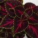 see more listings in the Coleus section