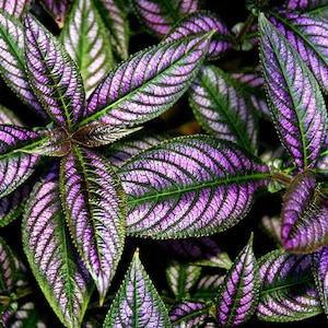 May include: Close-up of a Persian Shield plant with vibrant purple and green leaves. The leaves have a striking pattern of purple veins against a green background, creating a textured appearance. The plant's foliage is dense, showcasing its unique color and design.