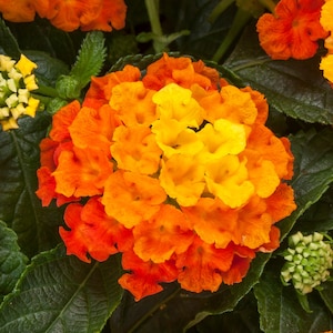 May include: Close-up of a vibrant lantana flower cluster. The flower petals transition from bright orange to yellow, surrounded by dark green leaves. The image showcases the plant's natural beauty and texture.