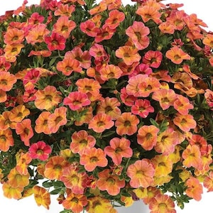 May include: A vibrant cluster of orange and pink Calibrachoa flowers, also known as Million Bells, with green foliage. The flowers have a trumpet shape and are in full bloom, creating a dense, colorful display.