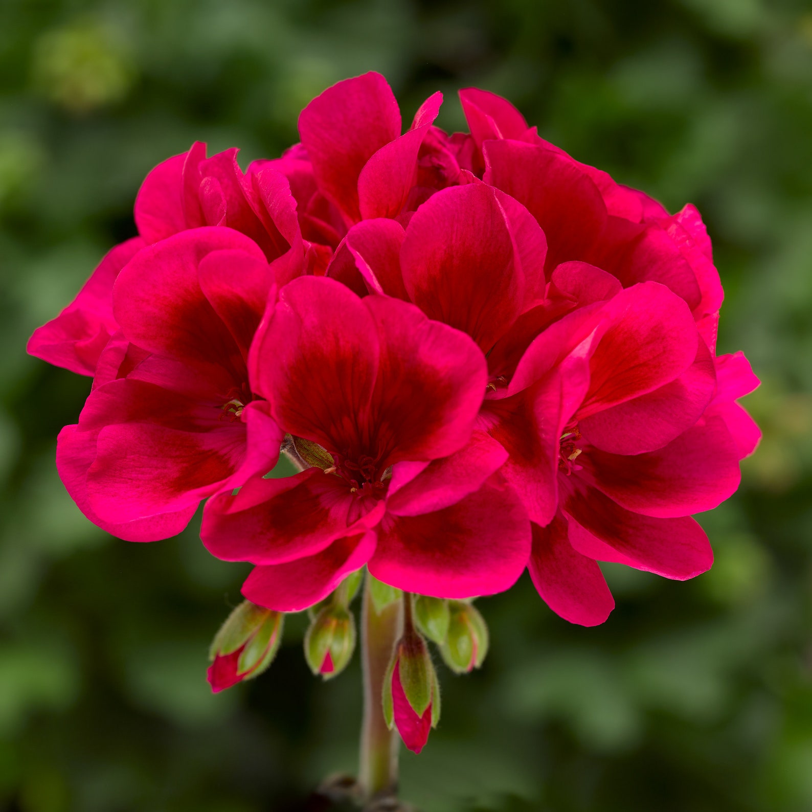 Пеларгония Mojo Cranberry Splash