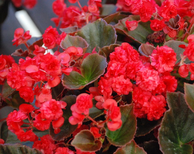 Begonia Doublet Red X4 or X1 Live Plant Plugs Grow Your Own Etsy