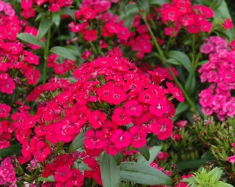 Dianthus Jolt Cherry  x5 or x1 Live Plant Plugs Grow Your Own Garden Sweet Williams