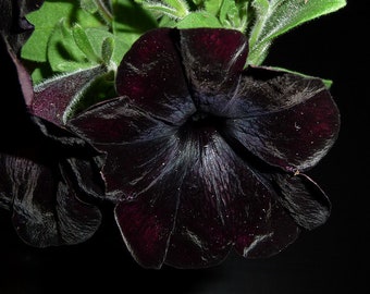 Petunia Sweetunia Black Satin x4 or x1 Gothic Garden Live Plant Plugs Grow Your Own Garden