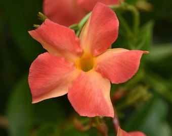 Mandevilla Dipladenia Coral Orange Sunrise x1 or x4 New Color! Live Plant Plugs Grow Your Own Garden